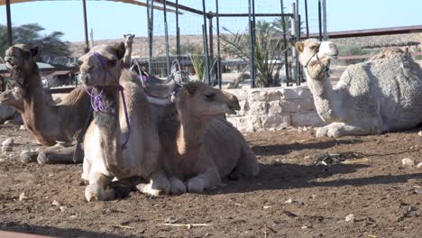 group-of-white-camels-sit-and-chew-on-the-ground-around-a-stone-wall,-day-desert