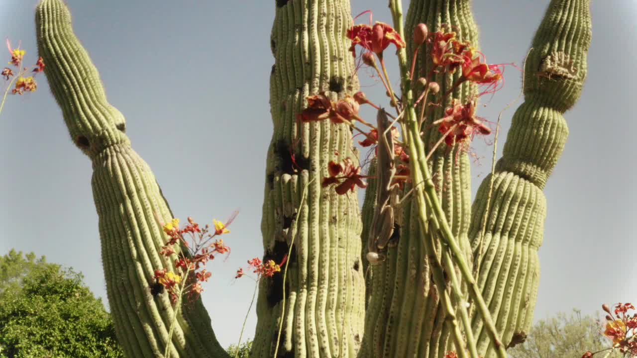 수컷 사마귀를 공격할 준비를 하고 있는 암컷 사마귀