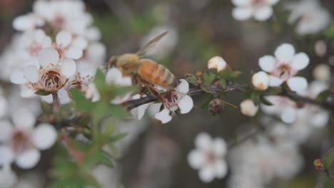 Abeja-Melífera-En-Busca-Del-Mejor-Néctar-De-Flores-Frescas-De-Manuka-En-El-Medio-Silvestre