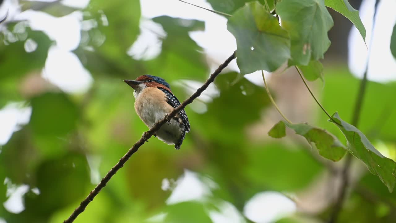 martín pescador anillado lacedo pulchella, parque nacional kaeng krachan, tailandia, joven macho posado en una rama diagonal mientras espera ser alimentado por sus padres