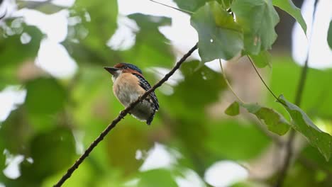 banded kingfisher lacedo pulchella, kaeng krachan national park, thailand, male fledgling perched on a diagonal branch while waiting to be fed by its parents