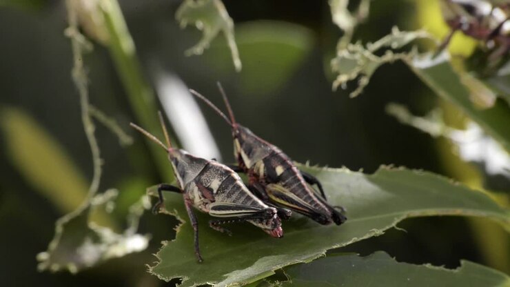 Two crickets grasshoppers resting on sharing a bitten leaf