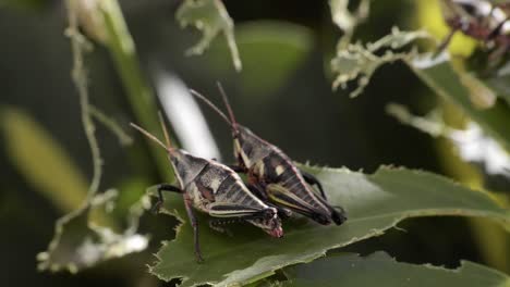 Two-crickets-grasshoppers-resting-on-sharing-a-bitten-leaf