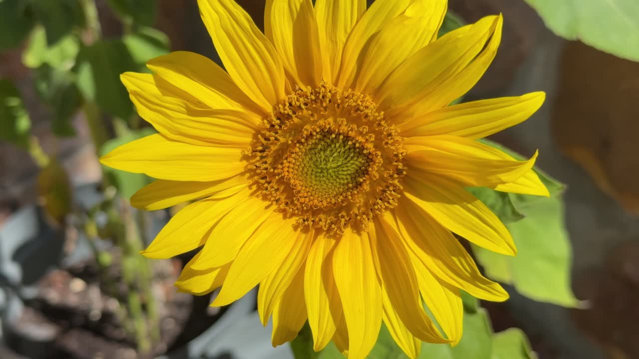 Bright yellow Sunflower in garden