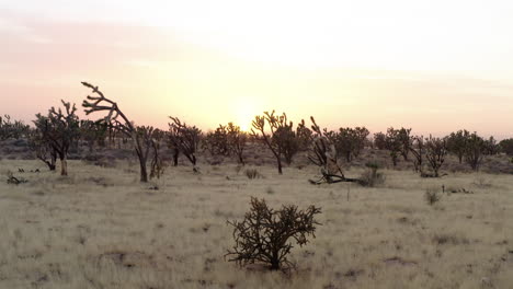 stunning sunset over joshua tree desert