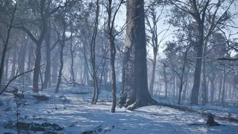 Sonnenuntergang-Im-Wald-Zwischen-Den-Bäumen-Im-Winter