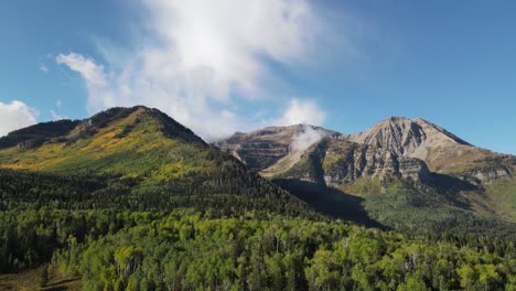 fall colors in the high-altitude aspen grove in