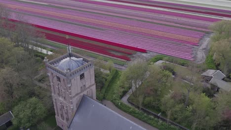 The-church-of-Aartswoud-Holland-surround-by-colorful-tulip-fields,-aerial