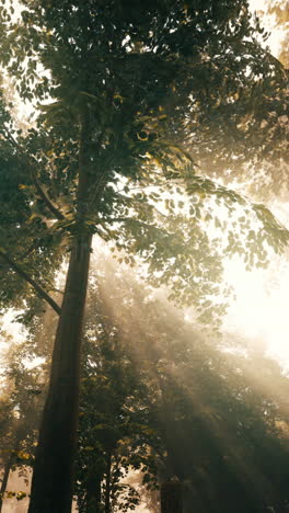 sunbeams shining through the trees in a misty forest