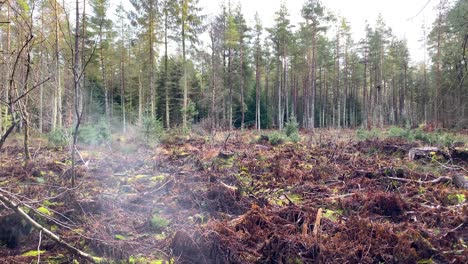 atmospheric conifer forest with dead bracken ferns and mist in foreground