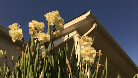 worms eye view flowers near front porch of house