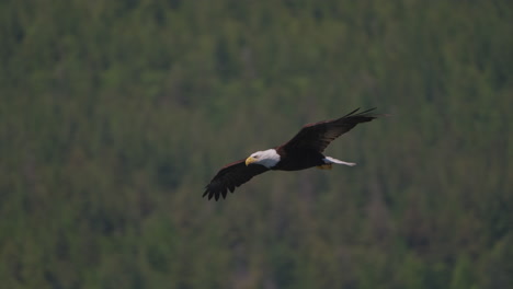 águila atrapando peces en el océano en canadá