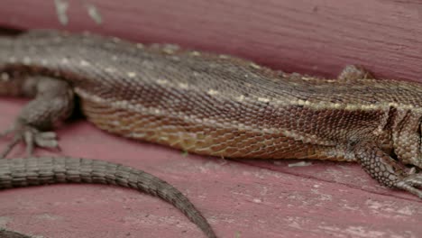 a brown long tail common lizard stuck on the wood