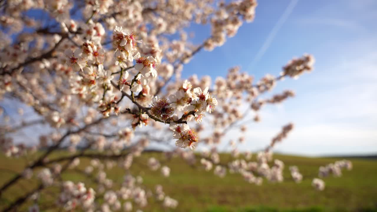 Close-up bokeh shot of an almond tree and branch swaying in the wind during Spring