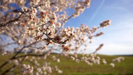 Close-up-bokeh-shot-of-an-almond-tree-and-branch-swaying-in-the-wind-during-Spring