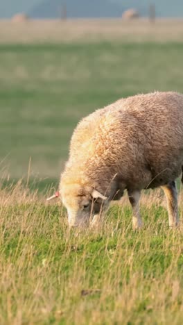 ovejas pastando pacíficamente en un campo de hierba