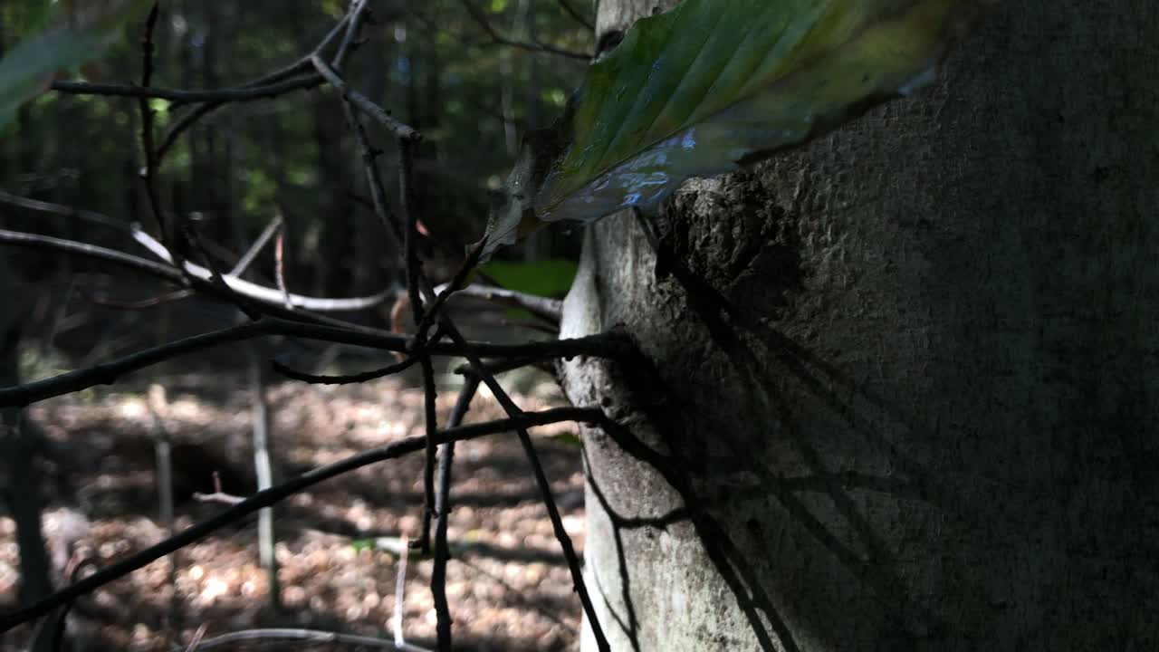 아름다운 토요일 아침에 자연의 매우 영화적인 클립