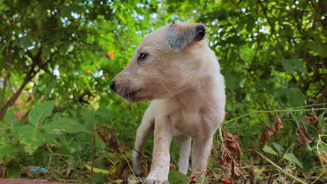 Homeless-puppies-on-the-streets-of-the-city.