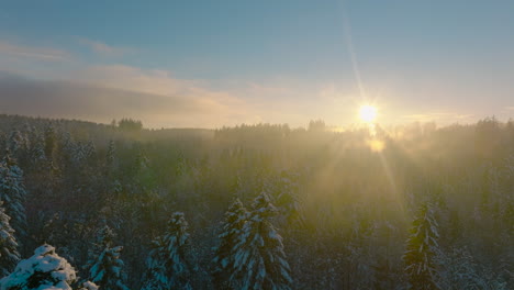 Sol-Brillante-Durante-La-Puesta-De-Sol-Brillando-Sobre-Pinos-Nevados-En-Los-Bosques-De-Jorat-Cerca-Del-Pueblo-De-Froideville-En-Vaud,-Suiza