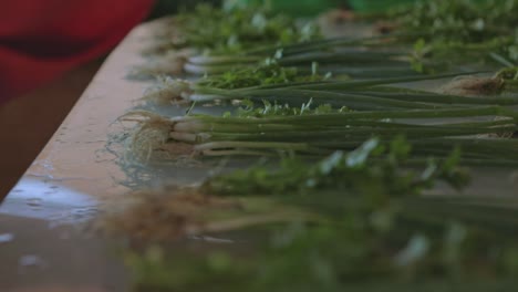 bundles of freshly harvested green onions being prepared for distribution