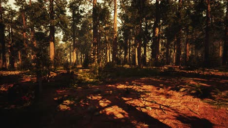 loop giant sequoia trees at summertime in sequoia national park, california