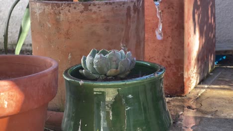 video en cámara lenta de una mujer regando plantas