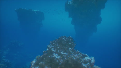 stunning underwater view of a coral reef