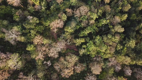 4k forest in kodagu pepper fields, karnataka, india