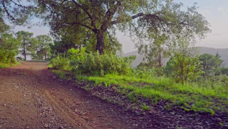 Caminando-Por-Un-Sendero-Forestal,-De-Mano