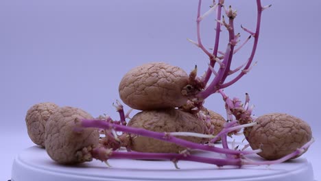 patatas germinadas aisladas sobre un fondo blanco girando en una mesa giratoria