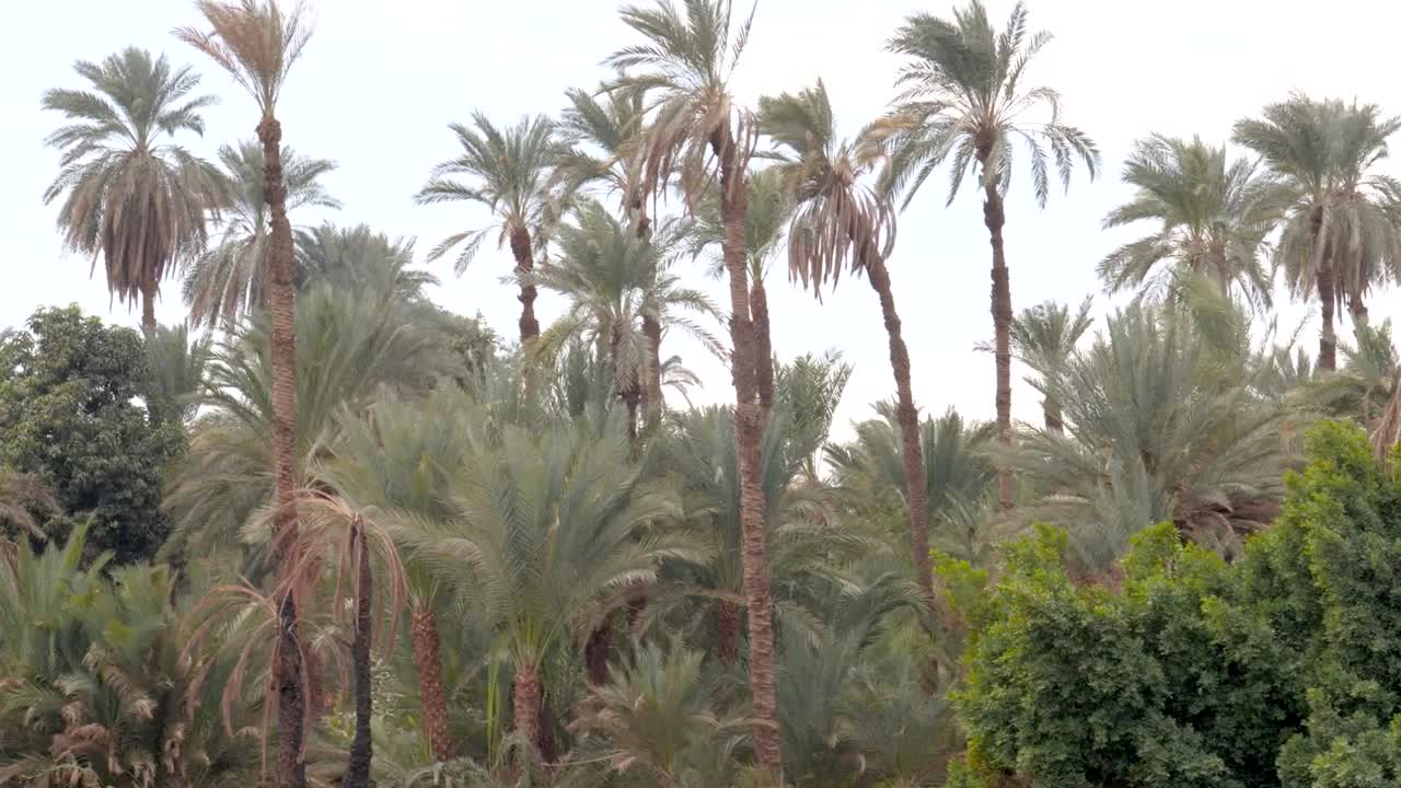 Detail of tall palm trees on a sandy ground, Egypt.