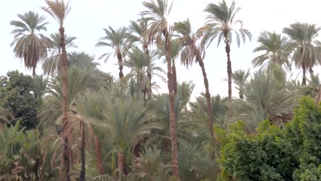 detail of tall palm trees on a sandy ground, egypt.