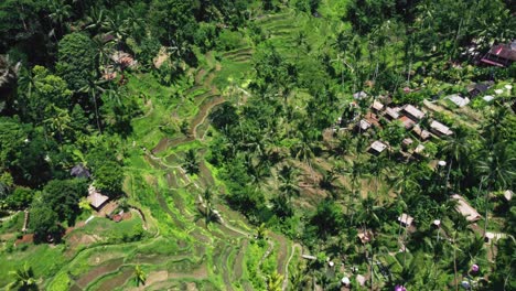 imágenes de drones de la terraza de arroz tegallalang en bali capturando el paisaje icónico