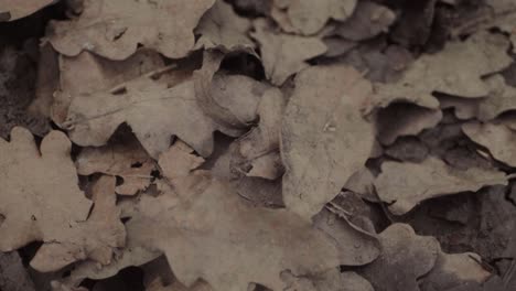 close up of autumn leaves fallen on muddy ground