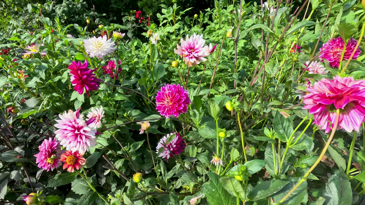 Dalie rosa e bianche ondeggiano alla luce del sole in un lussureggiante giardino botanico, inquadratura ampia
