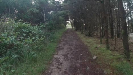 Pov-Caminando-En-El-Bosque-Oscuro