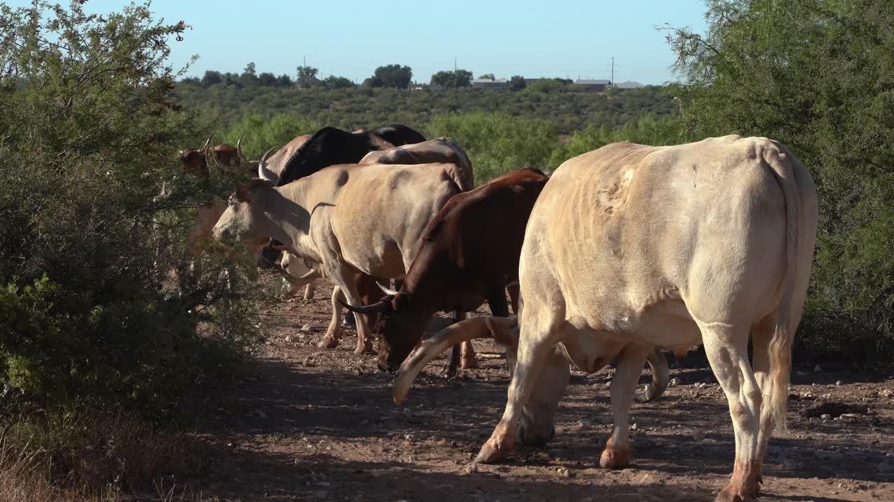 장수 들 이 무리 로 풀 을  ⁇ 고 있다
