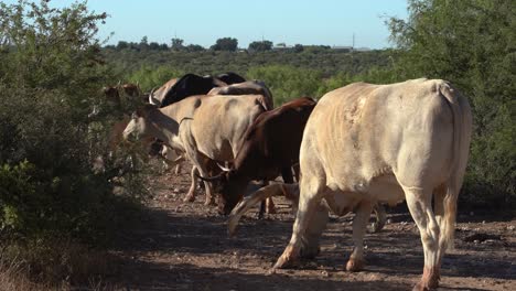 longhorns grazing in a herd