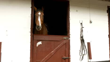 horse in stable in countryside