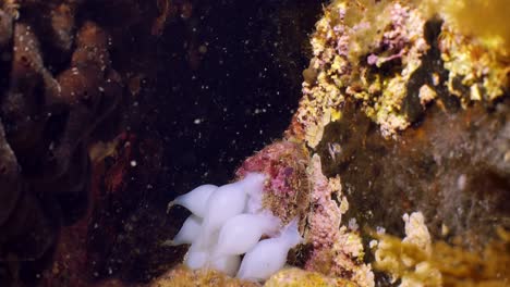 giant australian cuttlefish sepia apama migration whyalla south australia 4k slow motion, mating, laying eggs, fighting, aggregation, underwater