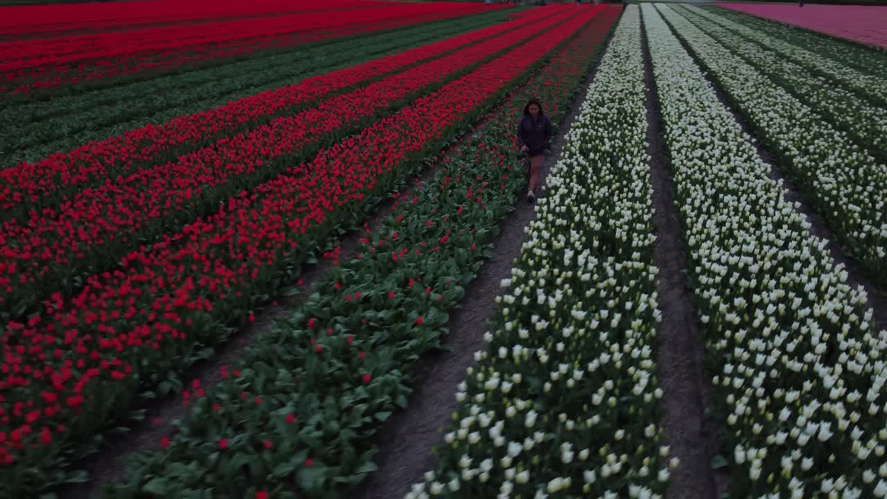 Picturesque Dutch farming meadow, young female walking, rural scenery