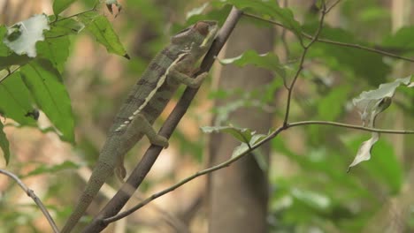 Madagaskar-Chamäleon-Bewegt-Nur-Die-Augen,-Während-Es-Still-Auf-Einem-Kleinen-Ast-Steht