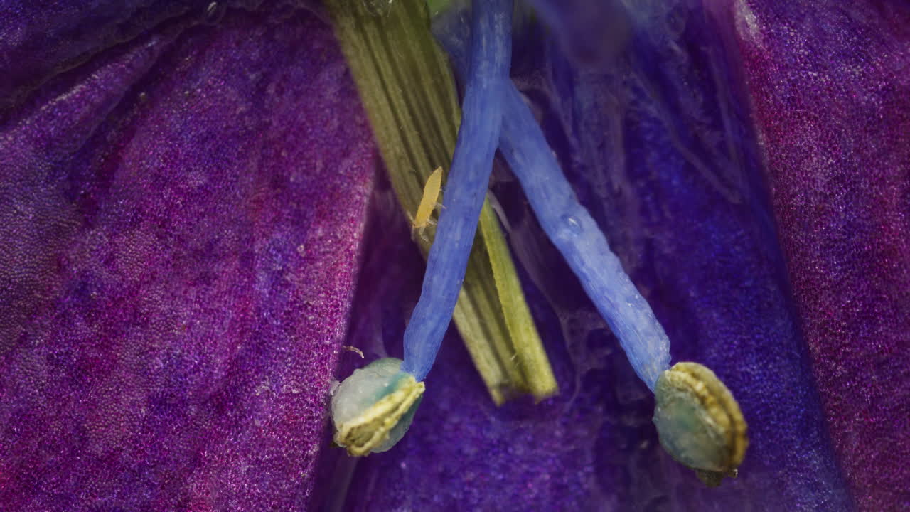 Young nymph thrip. Macro, Western flower thrip, Frankliniella occidentalis.
