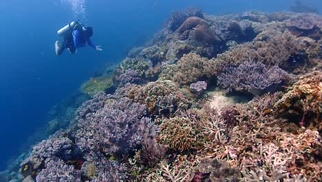 divers is drifting with the current on top of a beautiful coral reef