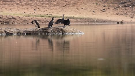 flock of cormorant birds sitting on stone at lakeside