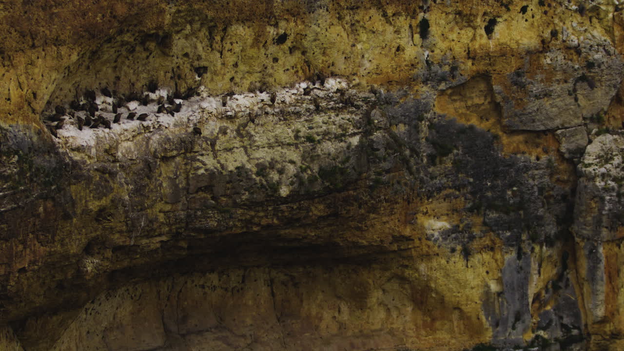 buitre leonado aterrizó en el cañón rocoso en el parque natural hoces del río duratón en castilla y león, españa