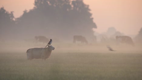 magpie, bird picks bugs out of the wool of a lamb, domestic, herd