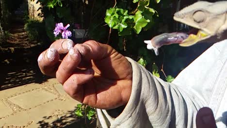 cámara lenta de un gecko comiendo un grillo