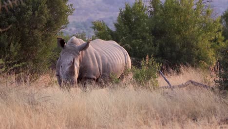 white rhino grazing at dusk