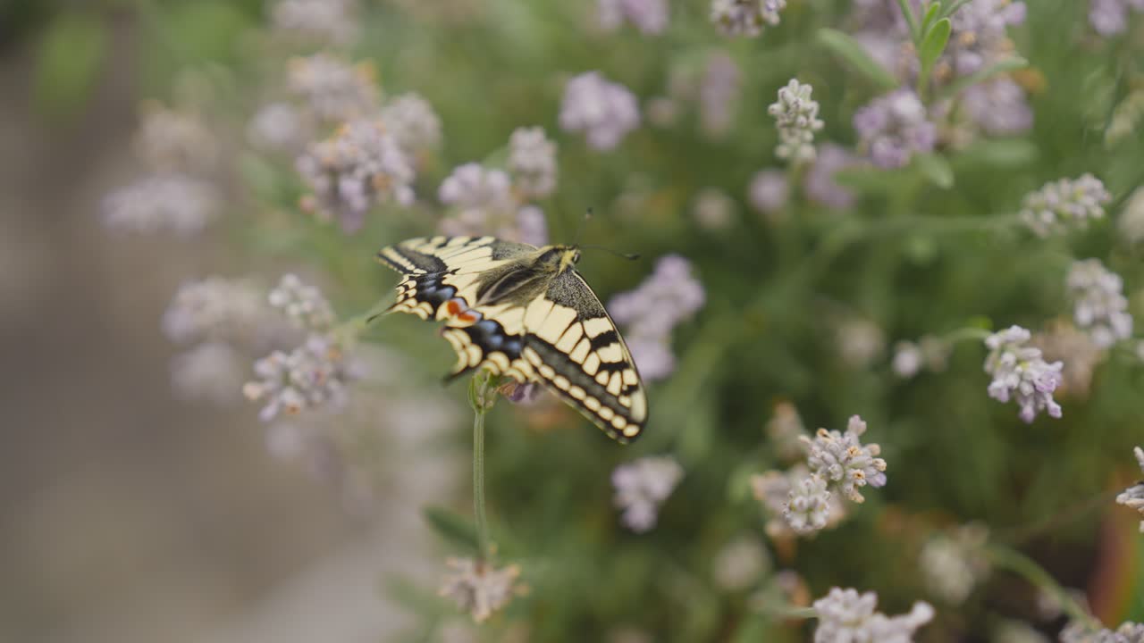 Scatto macro di una farfalla macaone appena schiusa su lavanda
